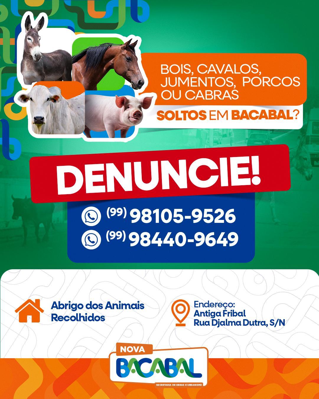 Prefeitura de Bacabal divulga números para denúncias de animais soltos nas ruas